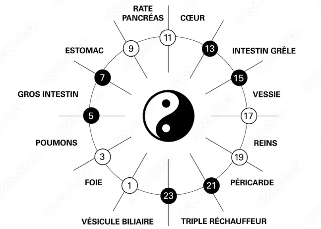 horloge organe
